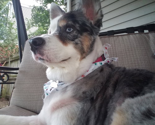 Shelby - ADOPTED 05.02.19