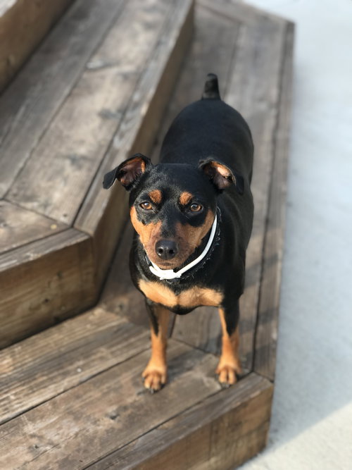Ds - Elvis - ADOPTED 10.11.18