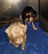 Es - Ishka (Bonded Pair) - ADOPTED 06.01.19