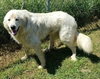 McCloud - ADOPTED 10.01.18