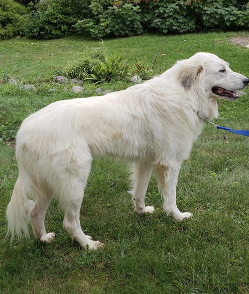 McCloud - ADOPTED 10.01.18