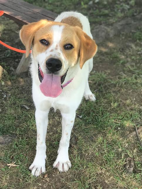 Woodstock - ADOPTED 11.04.18