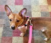 Letty - ADOPTED 05.16.20