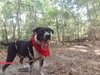 Ryder - ADOPTED 12.02.18