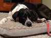 Ryder - ADOPTED 12.02.18