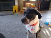 Ryder - ADOPTED 12.02.18