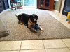 Ryder - ADOPTED 12.02.18