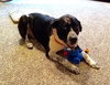 Ryder - ADOPTED 12.02.18