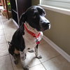 Ryder - ADOPTED 12.02.18
