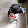 Ryder - ADOPTED 12.02.18