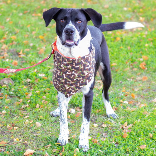 Ryder - ADOPTED 12.02.18