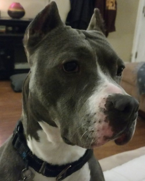 Cocoa - ADOPTED 11.16.18