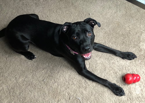 Arwen - ADOPTED 11.16.18