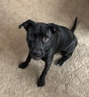 Arwen - ADOPTED 11.16.18