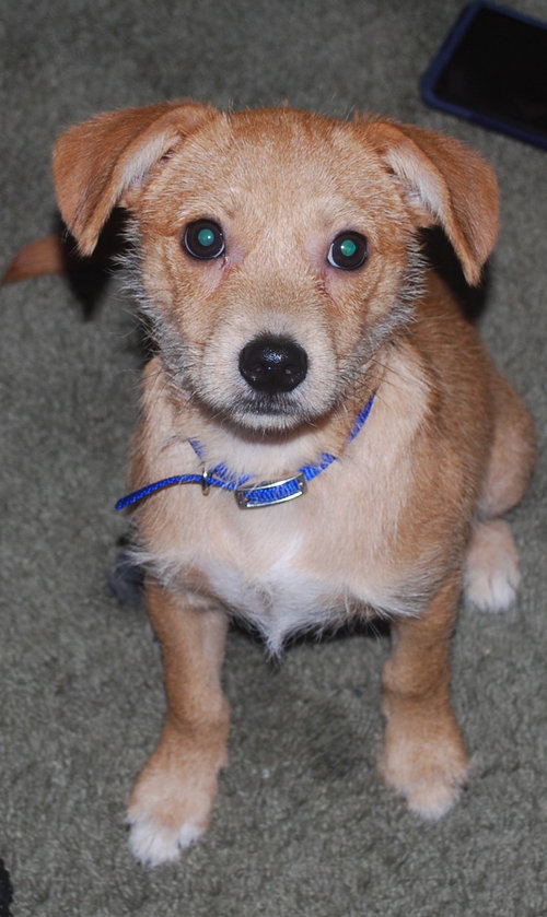 Mingus - ADOPTED 10.20.18