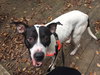 Brewster - ADOPTED 03.24.19