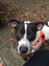 Brewster - ADOPTED 03.24.19