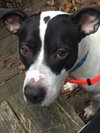 Brewster - ADOPTED 03.24.19