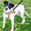 Brewster - ADOPTED 03.24.19