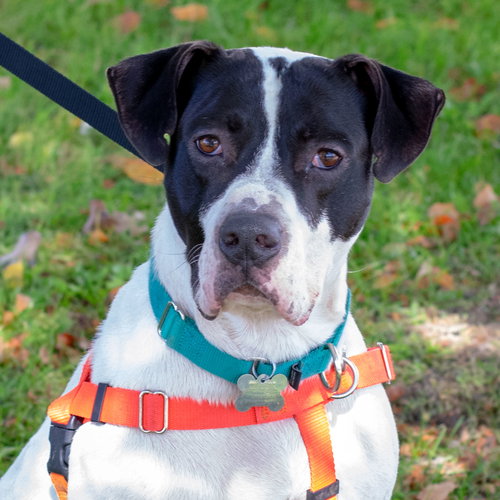 Brewster - ADOPTED 03.24.19