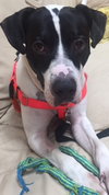 Brewster - ADOPTED 03.24.19