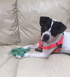 Brewster - ADOPTED 03.24.19