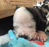 Fs Litter - Annabelle ADOPTED 12.09.18