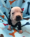 Fs Litter - Annabelle ADOPTED 12.09.18
