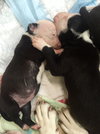 Fs Litter - Annabelle ADOPTED 12.09.18