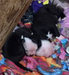 Fs Litter - Annabelle ADOPTED 12.09.18
