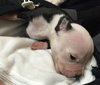 Fs Litter - Annabelle ADOPTED 12.09.18