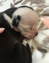 Fs Litter - Annabelle ADOPTED 12.09.18