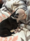 Fs Litter - Annabelle ADOPTED 12.09.18