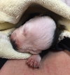 Fs Litter - Annabelle ADOPTED 12.09.18