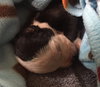 Fs Litter - Annabelle ADOPTED 12.09.18