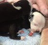 Fs Litter - Annabelle ADOPTED 12.09.18