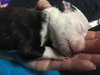 Fs Litter - Annabelle ADOPTED 12.09.18