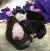 Fs Litter - Annabelle ADOPTED 12.09.18