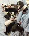 Fs Litter - Annabelle ADOPTED 12.09.18