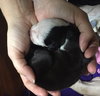 Fs Litter - Annabelle ADOPTED 12.09.18