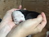 Fs Litter - Annabelle ADOPTED 12.09.18