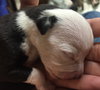 Fs Litter - Annabelle ADOPTED 12.09.18