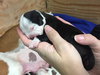 Fs Litter - Annabelle ADOPTED 12.09.18