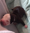 Fs Litter - Annabelle ADOPTED 12.09.18