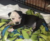 Fs Litter - Annabelle ADOPTED 12.09.18