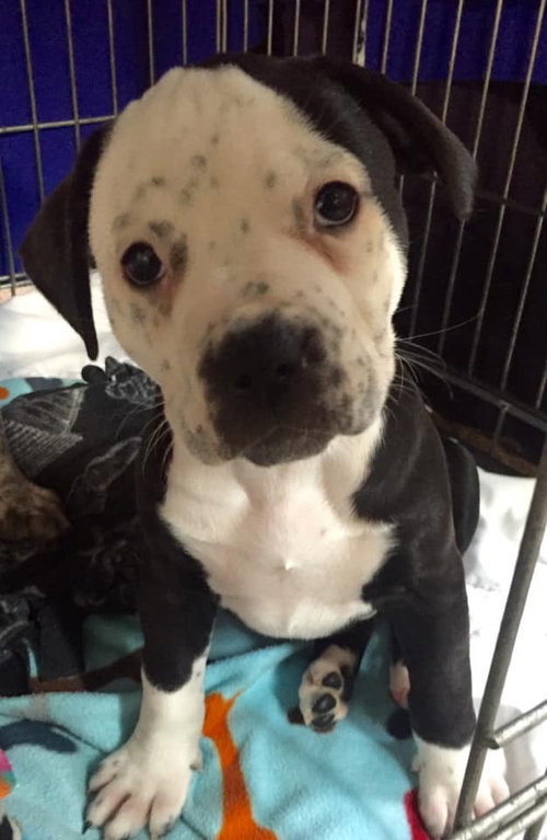 Fs Litter - Annabelle ADOPTED 12.09.18