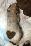 Fs Litter Tony - ADOPTED 11.26.18