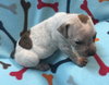 Fs Litter Tony - ADOPTED 11.26.18