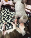 Fs Litter Tony - ADOPTED 11.26.18