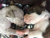Fs Litter Tony - ADOPTED 11.26.18